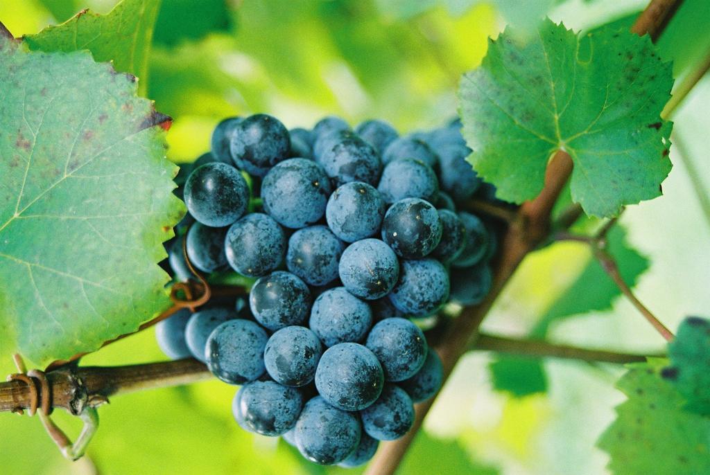 Weingut Winzerzimmer Toso Leutschach Exterior foto