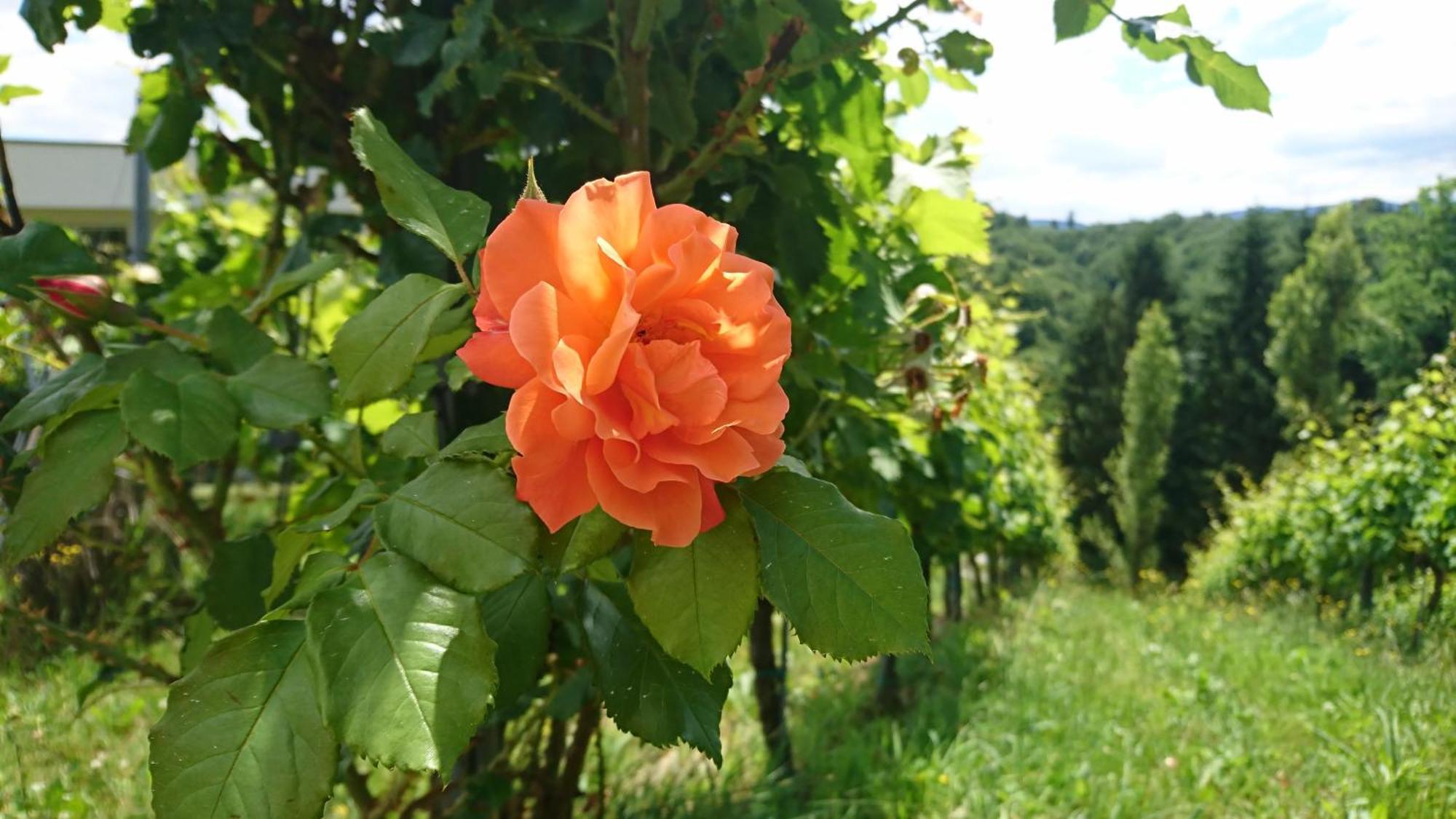 Weingut Winzerzimmer Toso Leutschach Exterior foto