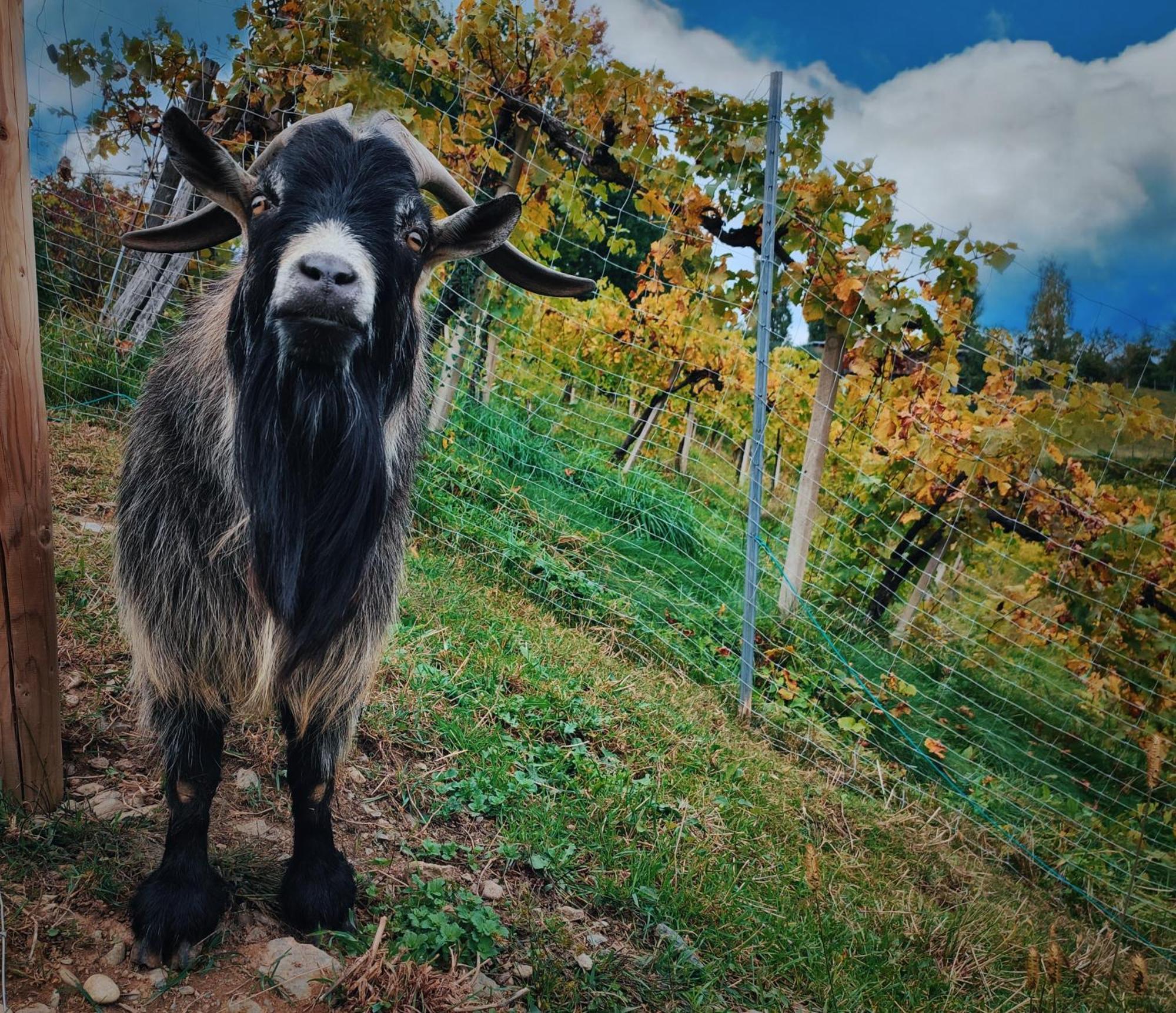 Weingut Winzerzimmer Toso Leutschach Exterior foto