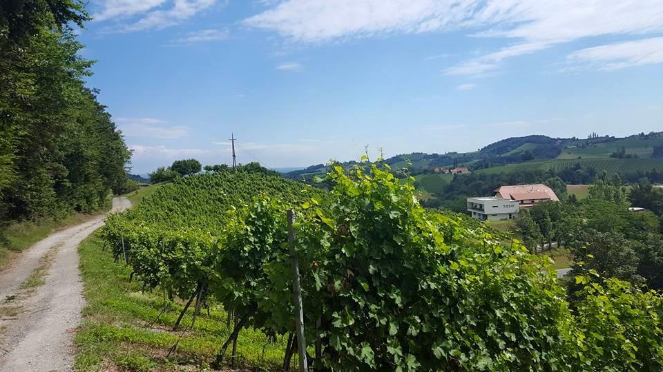 Weingut Winzerzimmer Toso Leutschach Exterior foto